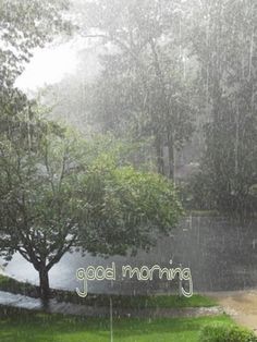 the words good morning are written in front of an image of a rain soaked tree