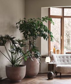 three potted plants sit in front of a window on a wooden floor next to a couch