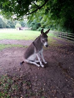 a donkey sitting in the dirt under a tree