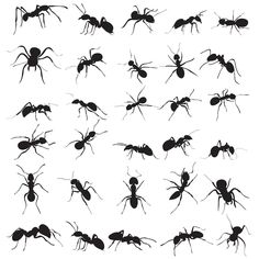 black ants silhouettes on white background, each with different sizes and colors stock photo