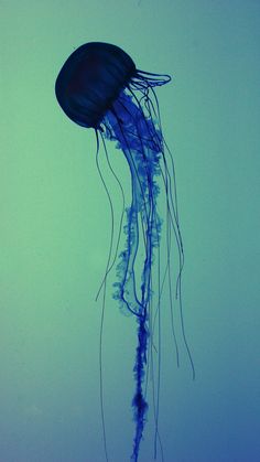 a blue jellyfish floating in the water