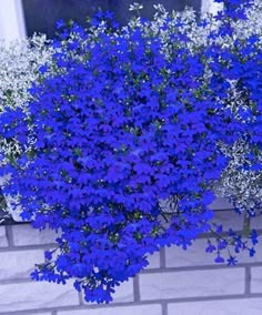 blue flowers are in front of a brick wall and window sill with white windowsills