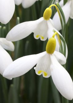 some white flowers with yellow stamens in the middle