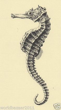 a black and white drawing of a seahorse on a light colored background with the caption's name below it