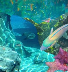 an aquarium filled with lots of different types of fish and marine life, including starfish