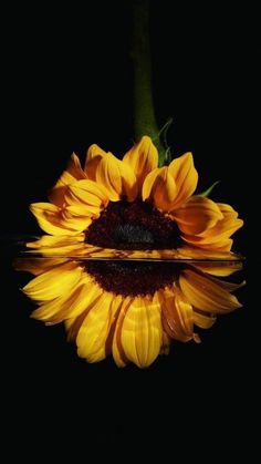 a large yellow sunflower is reflected in the water