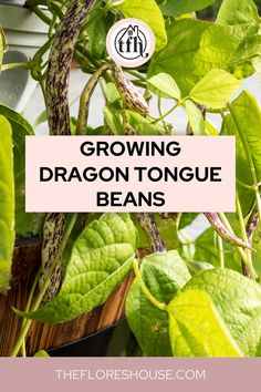 growing dragon tongue beans in a pot with text overlay