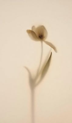 a single flower is shown in the middle of a blurry photo with white background