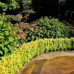 a bench sitting in the middle of a garden