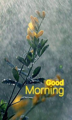 yellow flowers with the words good morning written on it in front of raindrops