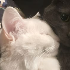 a black and white cat laying on top of a bed next to a stuffed animal