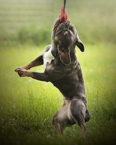 a dog with a hat on its head is playing in the grass