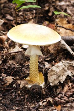 a small white mushroom on the ground in the woods royalty images and clippings