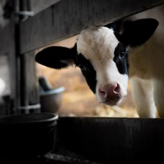 a black and white cow sticking its head through a fence looking at the camera man