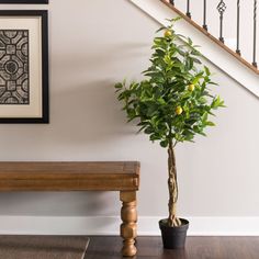 a potted lemon tree sitting next to a wooden bench in front of a staircase