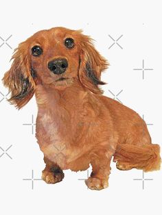 a drawing of a dachshund dog sitting in front of a white background