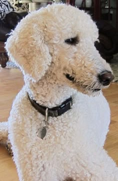 a white poodle sitting on top of a hard wood floor