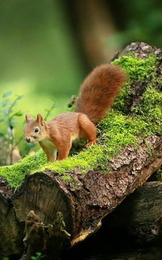 a squirrel standing on top of a moss covered log