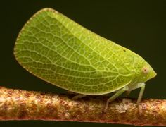 a green bug sitting on top of a leaf