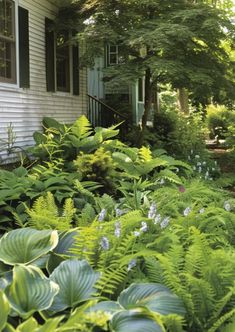 the house is surrounded by lush green plants