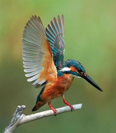 a colorful bird sitting on top of a tree branch with its wings spread wide open