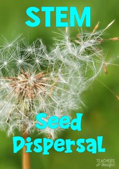 Seeds Preschool, Interactive Lapbooks, Science Plants, Flower Parts, Second Grade Science, 2nd Grade Science, Stem Classes, Plants Unit, Steam Ideas