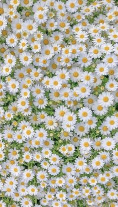 white and yellow daisies are in the grass