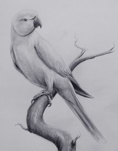 a drawing of a bird sitting on top of a tree branch