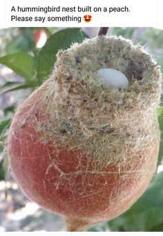 a bird nest on top of a tree branch with the caption'this is the nest a hummingbird built on a peach '