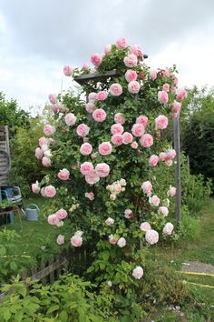 pink roses growing on the side of a wooden trellis next to a garden bench