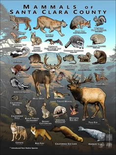 an illustrated poster with different types of animals