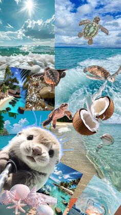 the collage has pictures of sea animals and seashells in it, including an otter