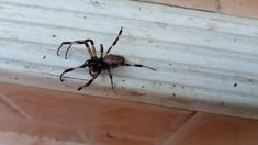 a brown and black spider sitting on the side of a building