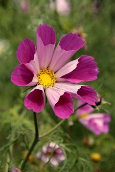 a pink flower with yellow center surrounded by other flowers