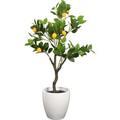 a small lemon tree in a white pot