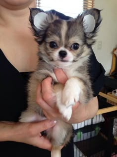 a woman holding a small dog in her hands and wearing horns on it's head