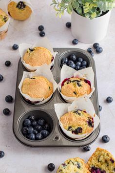 blueberry muffins in a muffin tin with fresh blueberries on the side