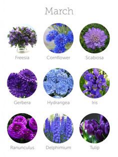 purple flowers are arranged in the shape of circles with names on each flower and their meanings