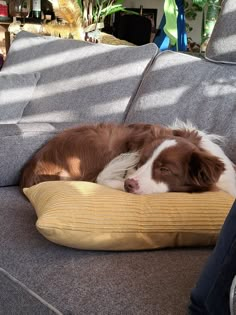 a brown and white dog laying on top of a couch next to a yellow pillow