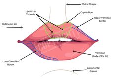 Digital Download Only: No Physical Prints Included Fundamental Lip Filler Injection Technique - Giorgia This exclusive bundle contains 13 premium images covering fundamental lip filler techniques and anatomy. These high-quality illustrations are perfect for professional use in salons and clinics, student training manuals, and instructional design. They are also ideal for creating framed references, decorating your clinic, or adding a professional touch to your brand. What's Included: ✔ Classic L Lip Flip Fibroblast, Lip Injections Shapes, Russian Lip Filler Technique, Filler Techniques, Lip Filler Injection, Anatomy Labeled, Lip Anatomy, Dermal Fillers Lips, Filler Injection