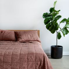 a bedroom with a bed and a plant in the corner on the floor next to it