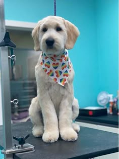 a dog sitting on top of a table wearing a bandana around its neck and looking at the camera