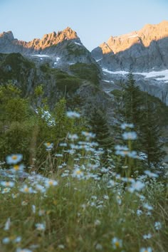 wildflowers in the foreground with snow capped mountains in the background at sunset