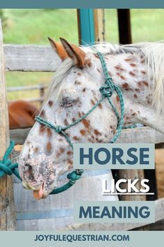 a horse sticking its head over a fence with the words, horse licks meaning