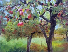 an apple tree filled with lots of fruit on top of a green grass covered field