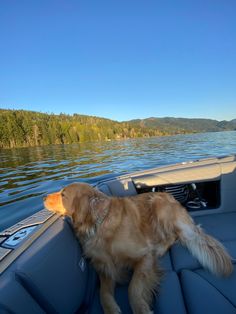 a dog is sitting on the back of a boat looking out at water and trees