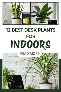 some plants that are on top of a table with the words, best desk plants for indoors read more