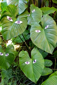 some green leaves with eyes painted on them