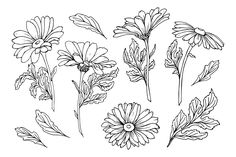 the flowers are drawn in black and white on a white background, including daisies