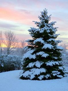 a snow covered pine tree stands in the middle of a snowy field at sunset or dawn